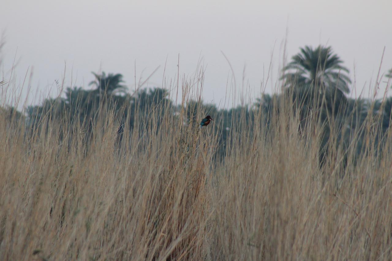 Kom El Dikka Agri Lodge ‘Izbat an Nāmūs Exterior foto